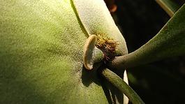 蕨類植物,platycerium,芽