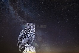 性质,夜,鸟