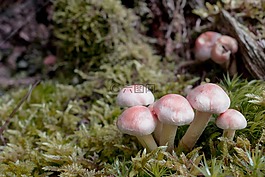 蘑菇,秋季,森林