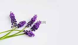 葡萄風信子,紫,春天