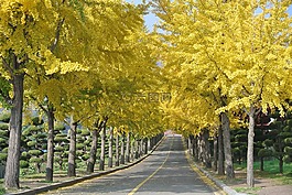 大道,银行,木材