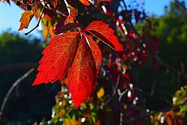 葉,紅色,秋
