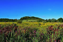 原野,鮮花,自然