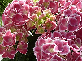 鮮花,粉紅色,廠
