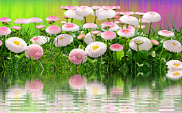 草地,鲜花,夏季