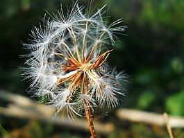 鮮花,夏天,大自然