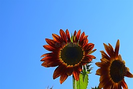向日葵,紅色,自然