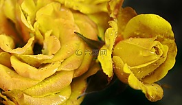 玫瑰,花,花的