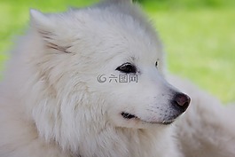 狗,萊卡,白色