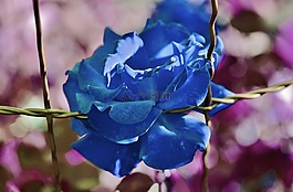 玫瑰,花,花的