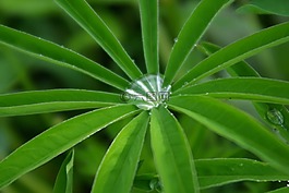 拖放,草,雨