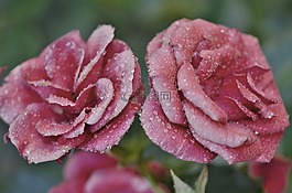 玫瑰,花,花的