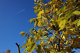 秋季,傳單,天空