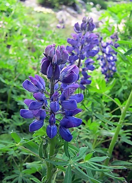 羽扇,蓝色,山花