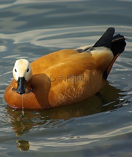 鳥,鴨,水