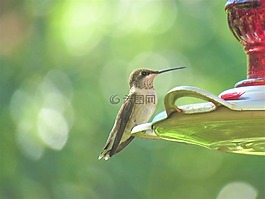 鳥,蜂鳥,野生動物