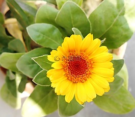 非洲萬壽菊,花,黃色