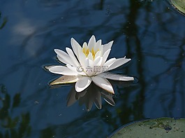 花,池,植物學(xué)