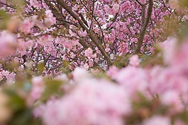 春,鮮花,粉紅色