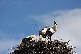 性質(zhì),鳥類,鸛