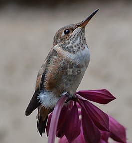 蜂鳥,鳥,花
