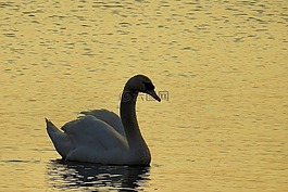 水域,鳥(niǎo),湖