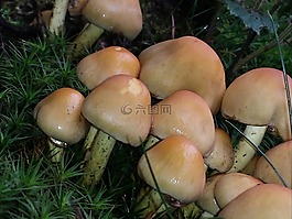 蘑菇,秋季,森林