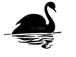 天鵝,鳥,黑
