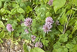 克萊,孚日,火山