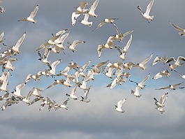 鳥(niǎo),天空,海洋