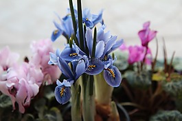 虹膜,鮮花,開(kāi)花