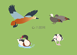 鴨子,鳥類,動物