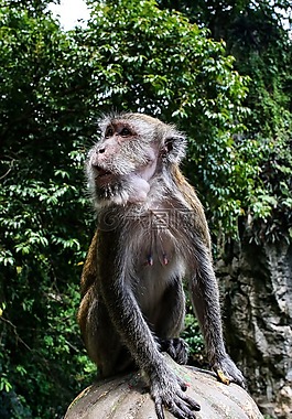 泰國,性質(zhì),猴子