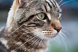 猫的动物画像,动物,头发