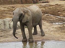 象,圣地亞哥,動(dòng)物園