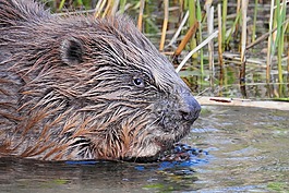 動物世界,水域,動物