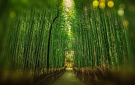 京都,日本,竹