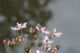 性質(zhì),廠,花