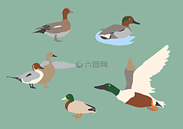 鴨子,鳥類,動物