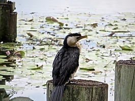 鳥,鉤喙,翠鳥