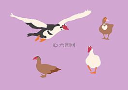 鴨子,鳥類,動物