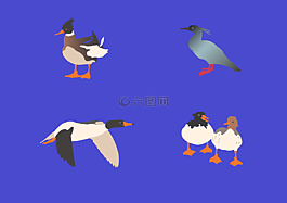 鴨子,鳥類,動物