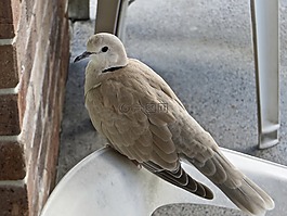 鳥,澳大利亞,布里斯班