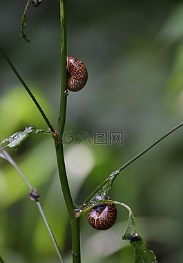 蝸牛,性質(zhì),殼