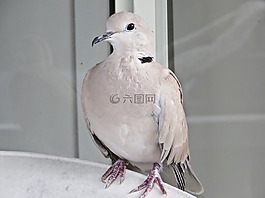 鳥(niǎo),澳大利亞,布里斯班