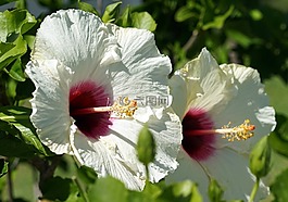 芙蓉,開花,白