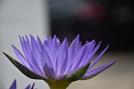 花,莲花,紫色