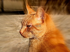 貓,方法,弗利納