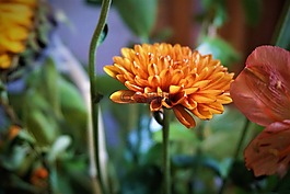 花,植物區(qū)系,自然