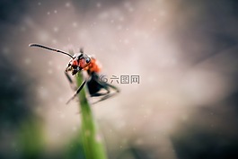 螞蟻,昆蟲,特寫
